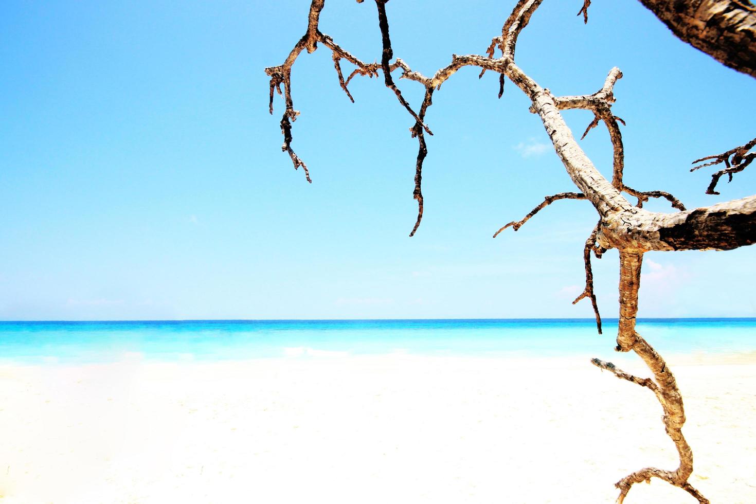 hermosa verano marina en tropical playa con calma Oceano y seco ramas en azul cielo. foto