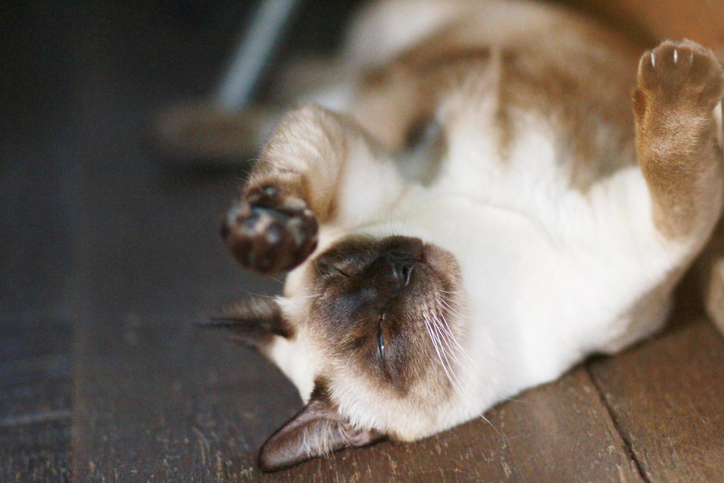 Cute Siamese cat enjoy and sleep on wooden floor in house photo