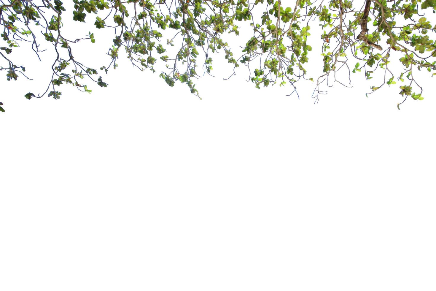 Leaves and branch isolated on white background with copy space photo