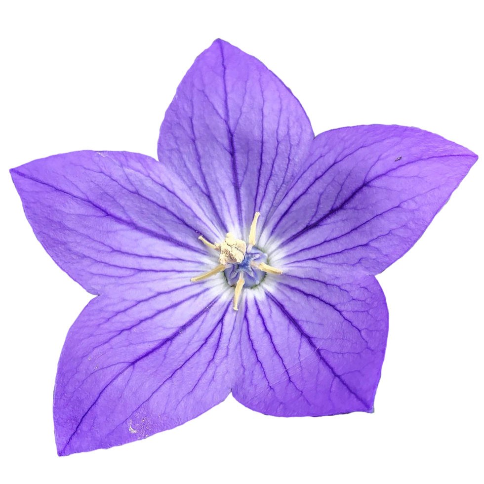 Platycodon Großblütige Blume png