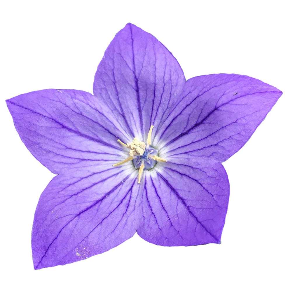 platycodon grandiflorus flor png