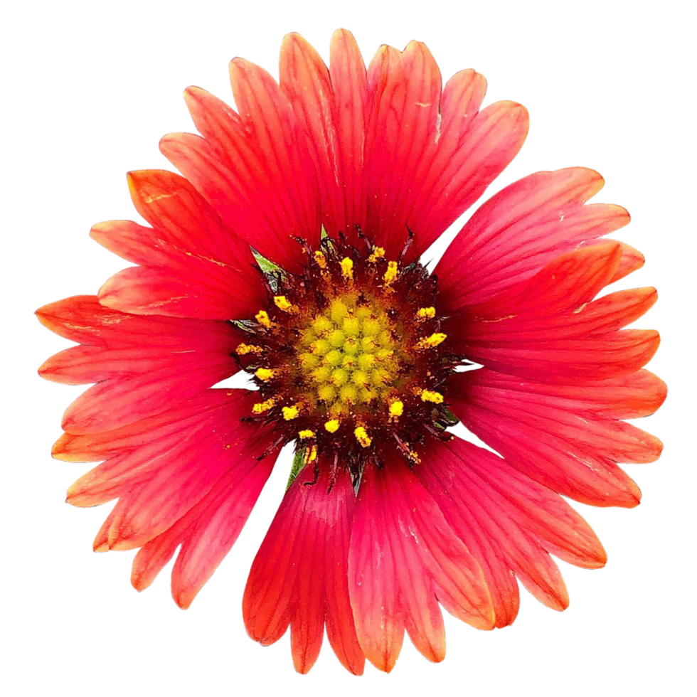 Indian blanket flower png