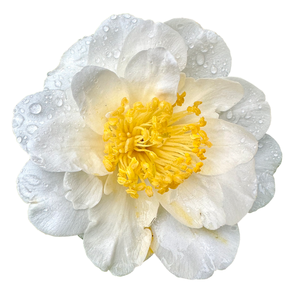 Camellia japonica Silver Waves png