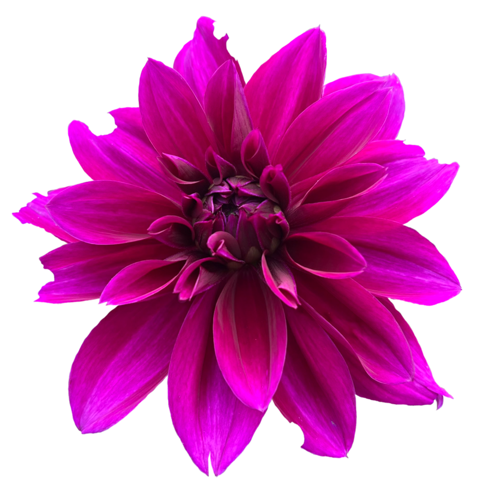 Dahlia pinnata flower png