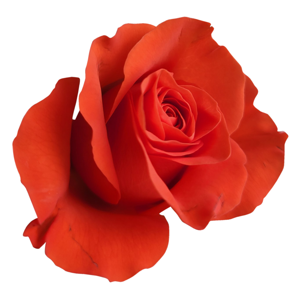 rose red flowers png