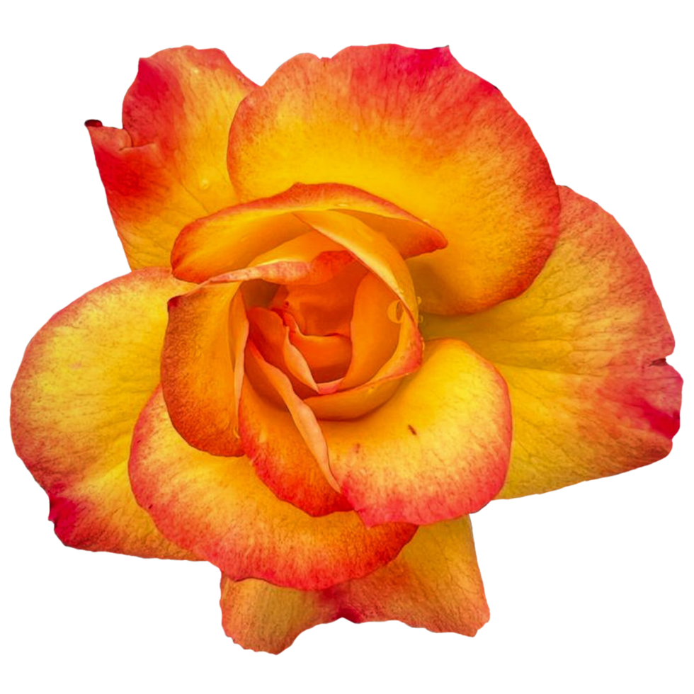 Judy Garland Rose flowers png