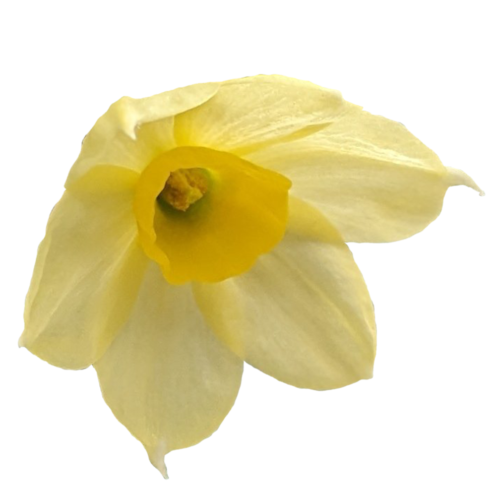 narciso jonquilla martinette png