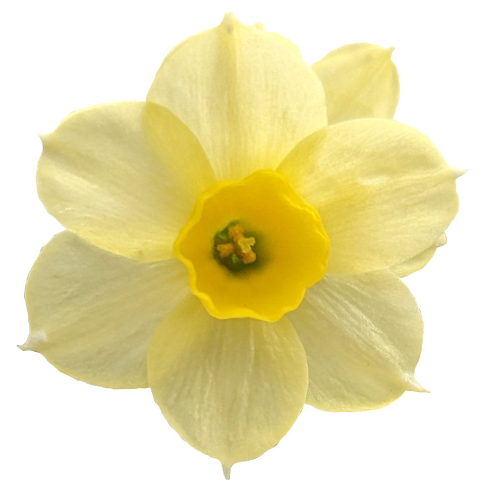 Daffodil Jonquilla Martinette png