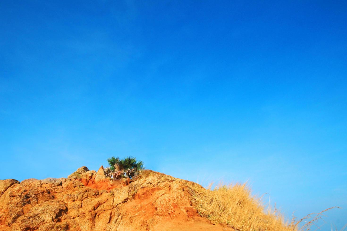 hermosa plam árbol y seco césped campo en azul cielo en el rock montaña capa. Copiar espacio foto