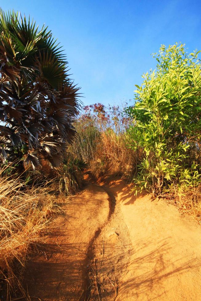 Beautiful palm tree with dry grass field on mountain of Cape and blue sky photo