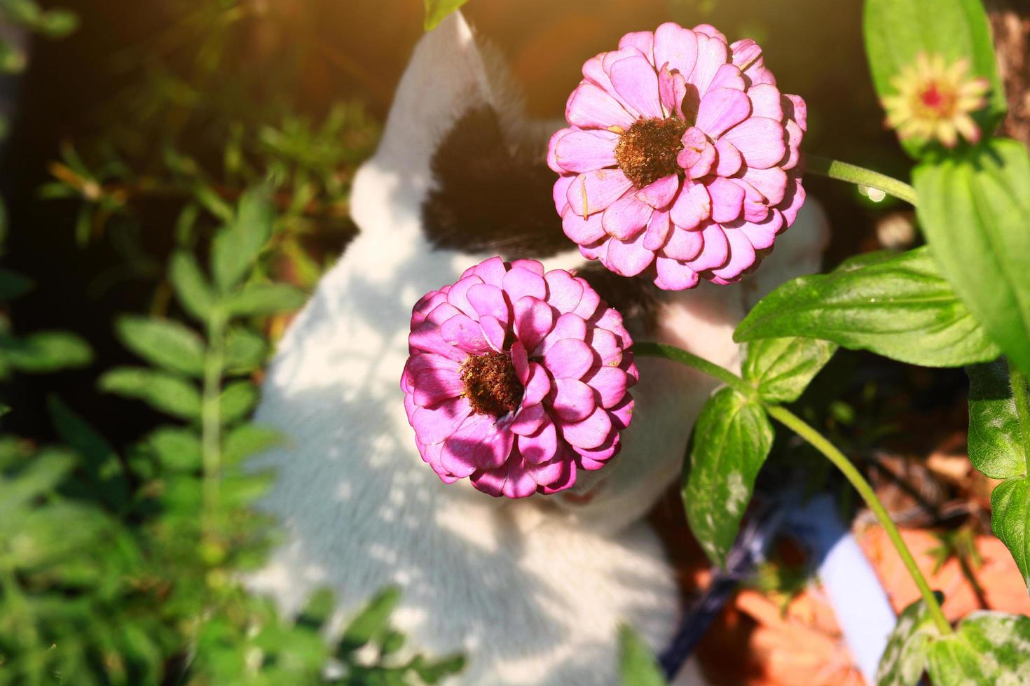 chrysanthemum flowers and cats with sunlight in garden photo