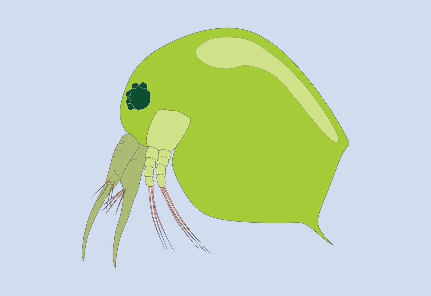 Plankton or water flea shameless vector icon. Cartoon vector icon isolated green color