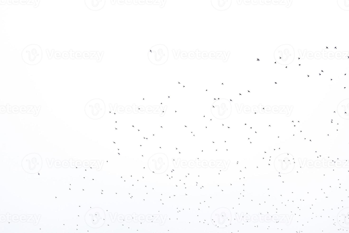 background flock of black birds in the sky isolated texture for artwork photo