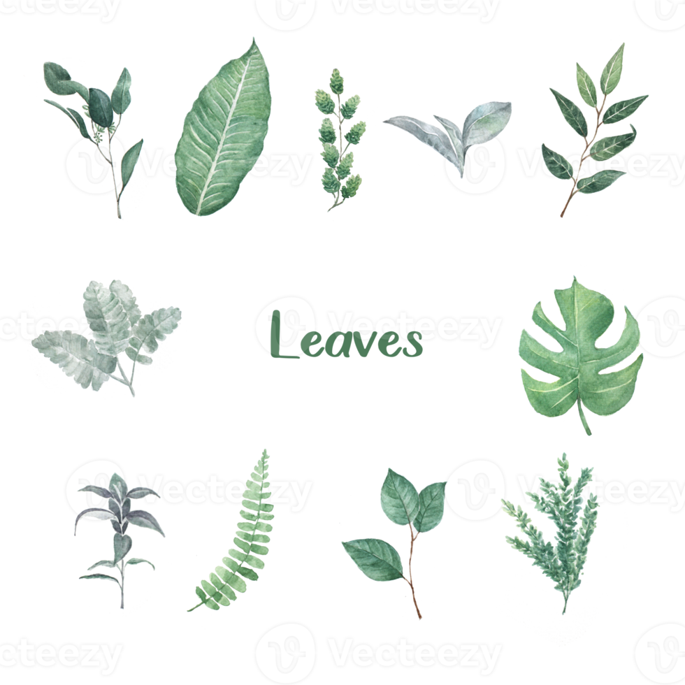 Different leaves type in watercolor png