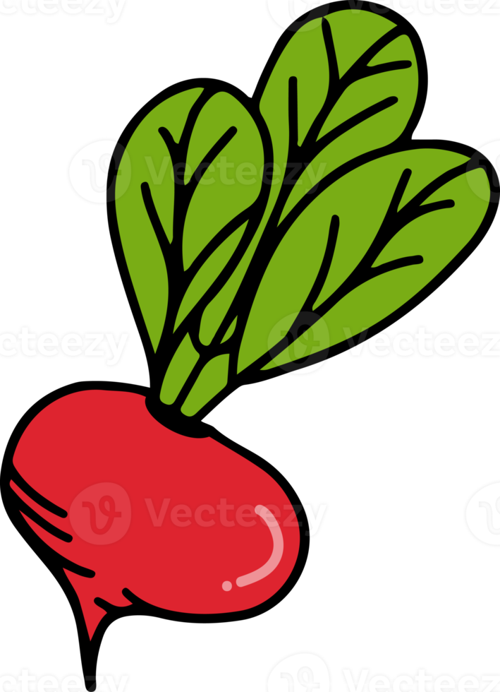 Radish drawing isolated png