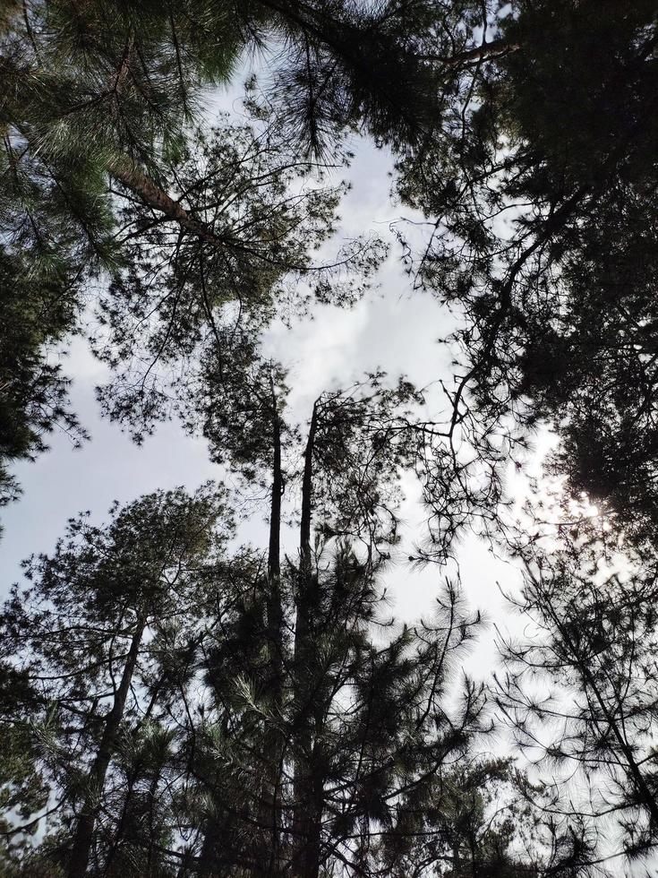 Landscape in pine forest. Summer Pine Forest. View from bottom to high pines on the background of blue sky. photo