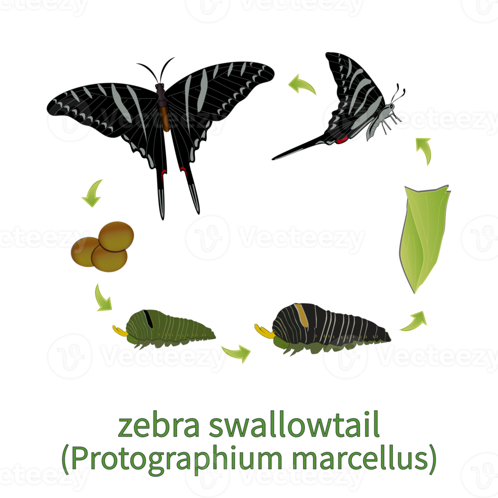 Zebra Swallowtail Butterfly png
