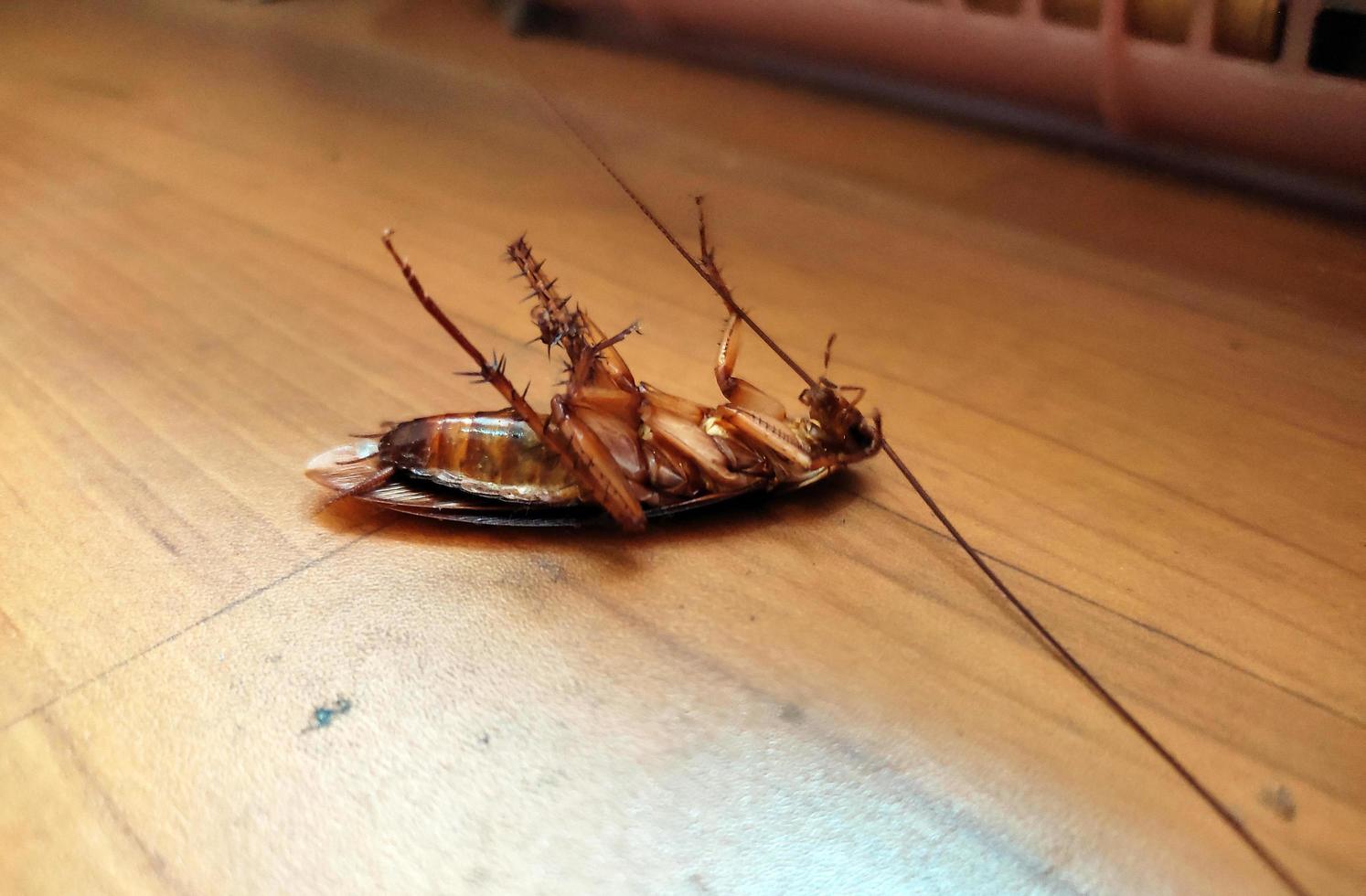 Dead cockroaches on the floor. photo