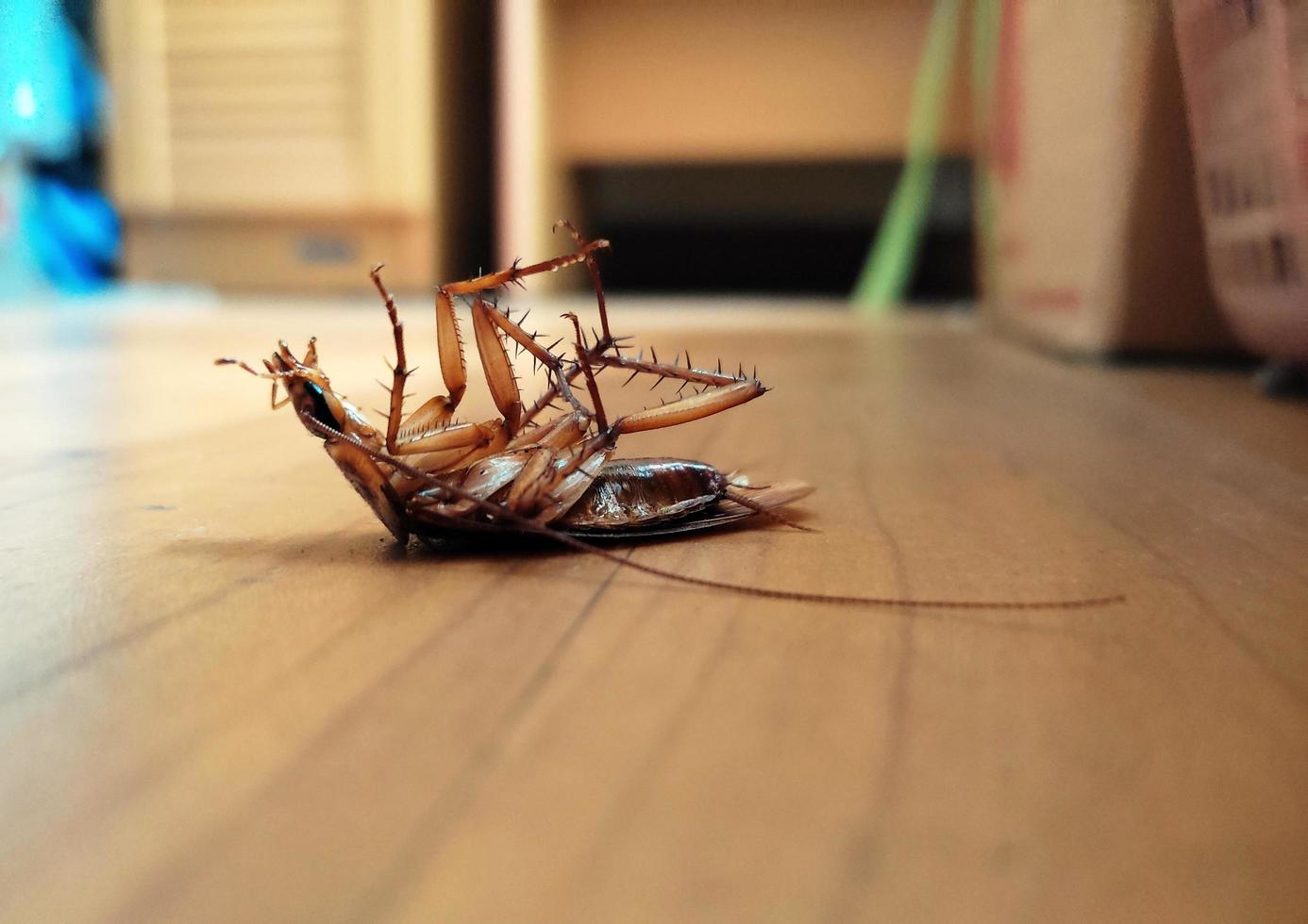 Dead cockroaches on the floor. photo