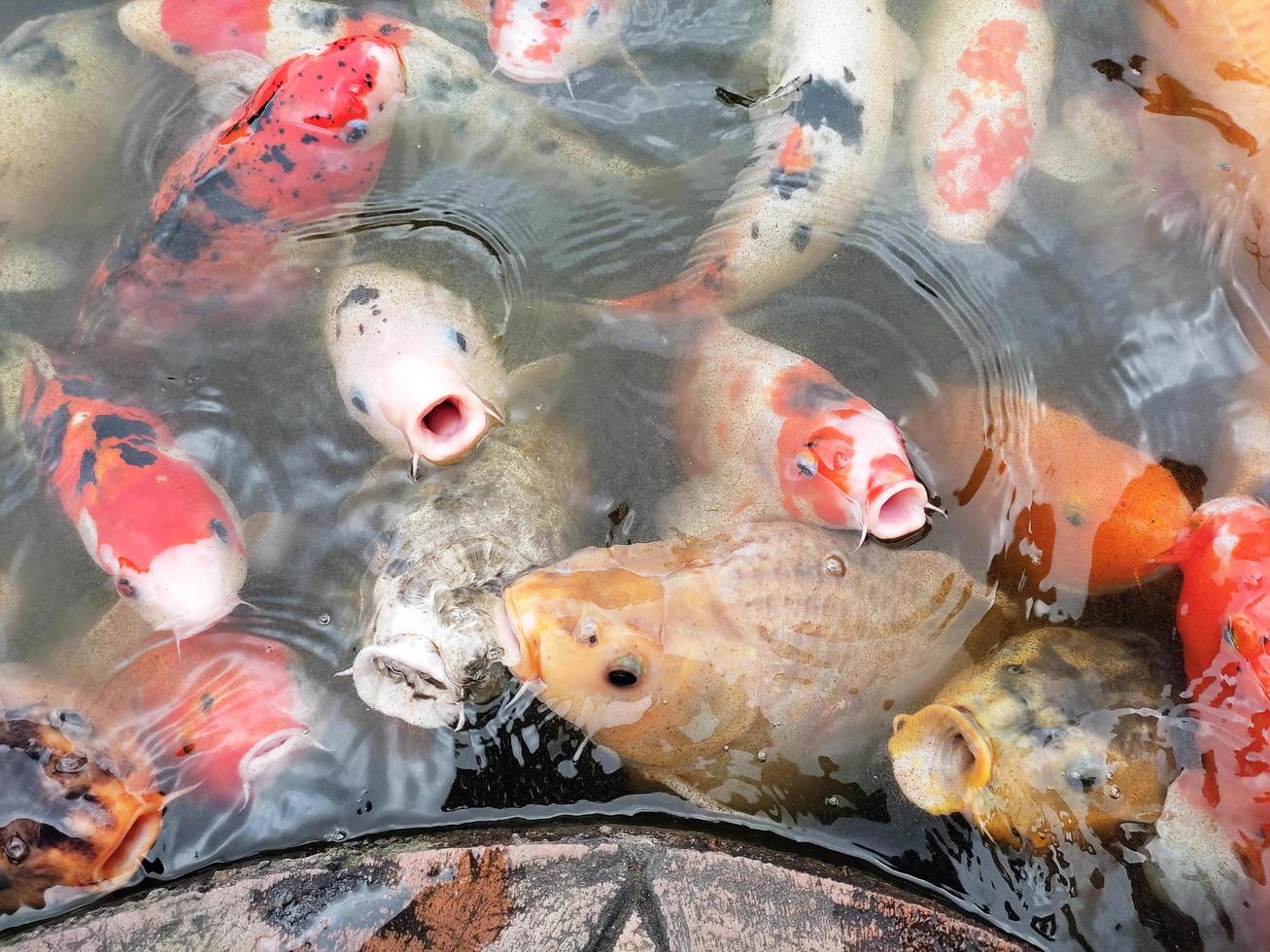 koi fish in the pond photo