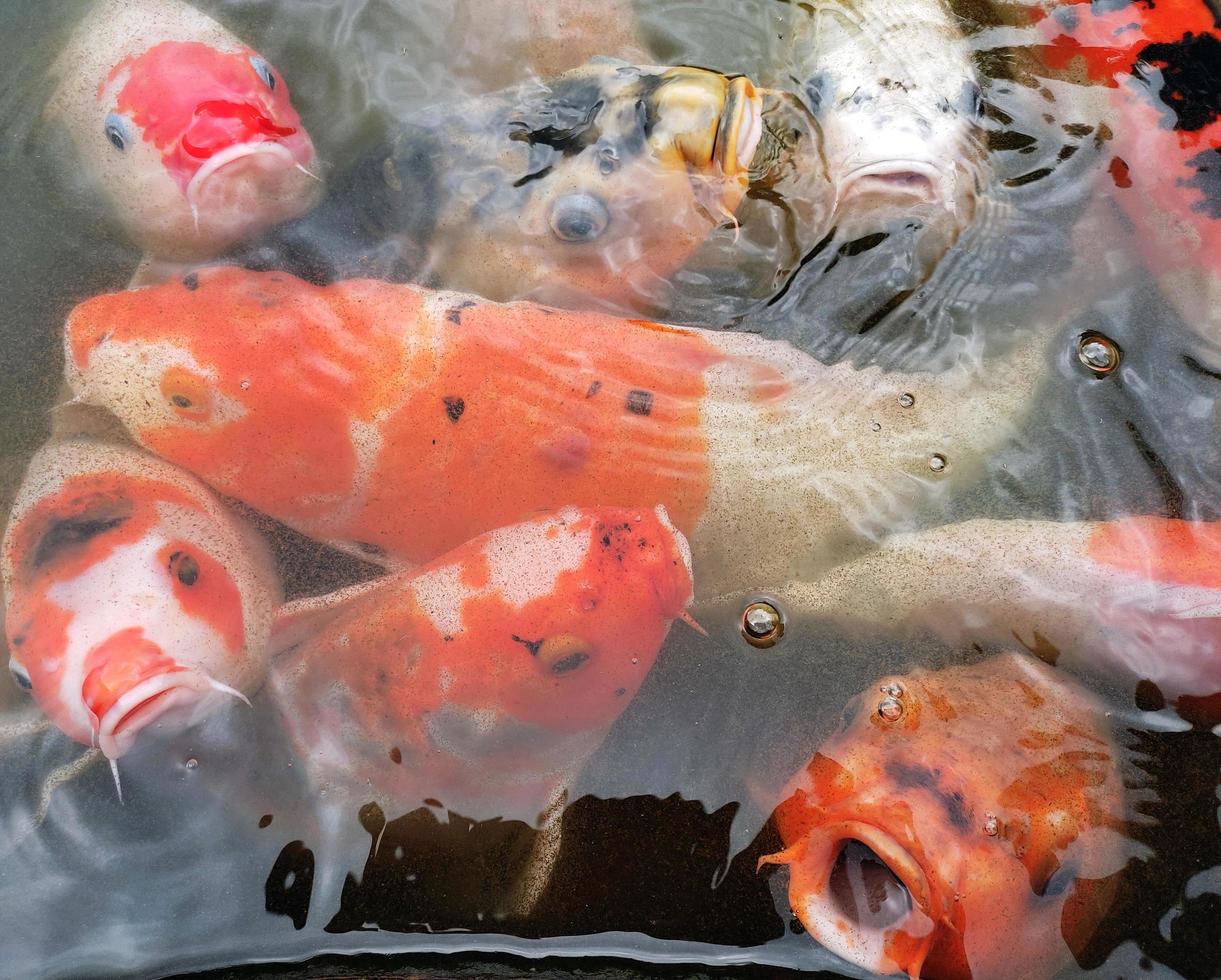 peces koi en el estanque foto