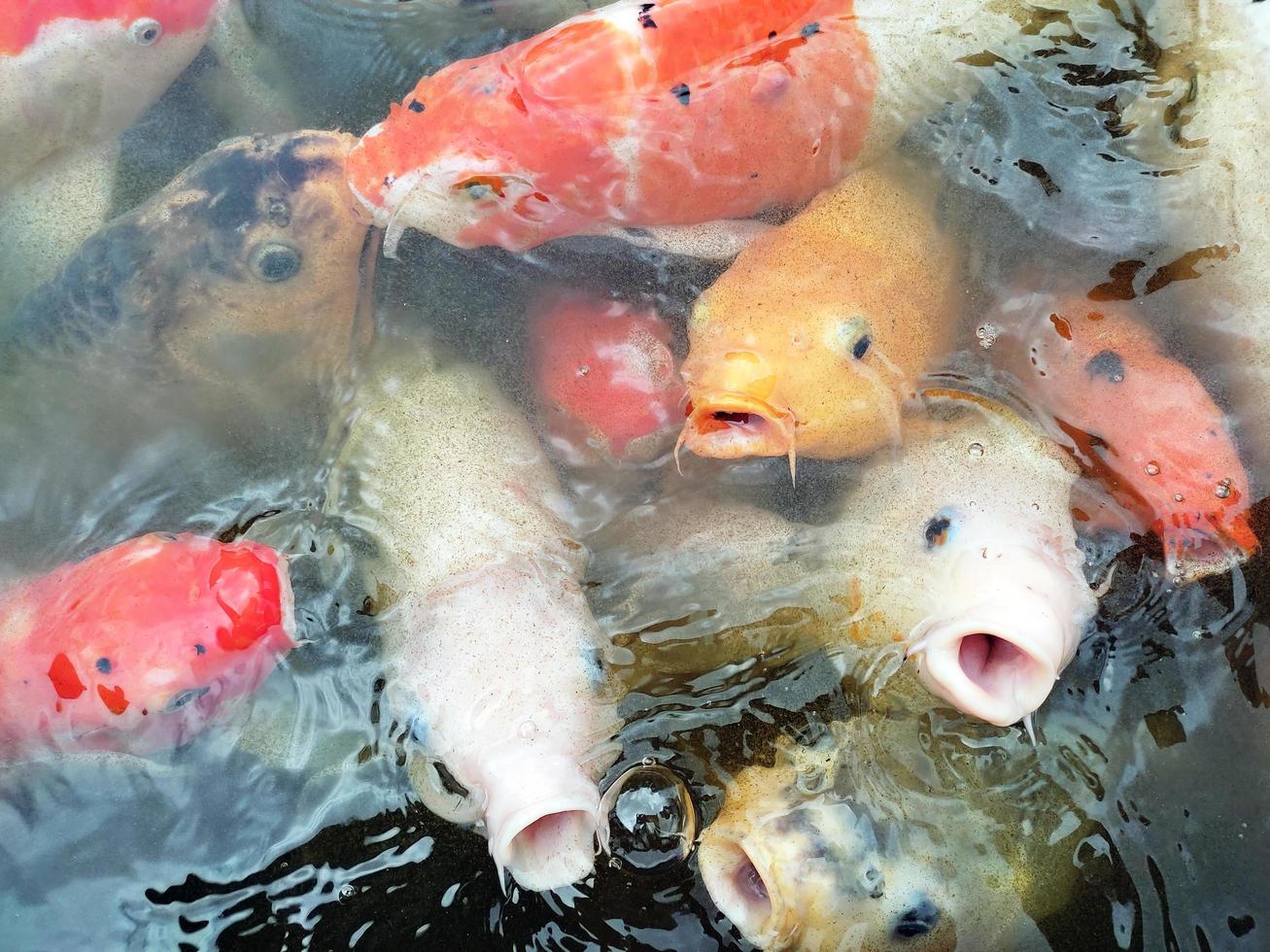 koi fish in the pond photo