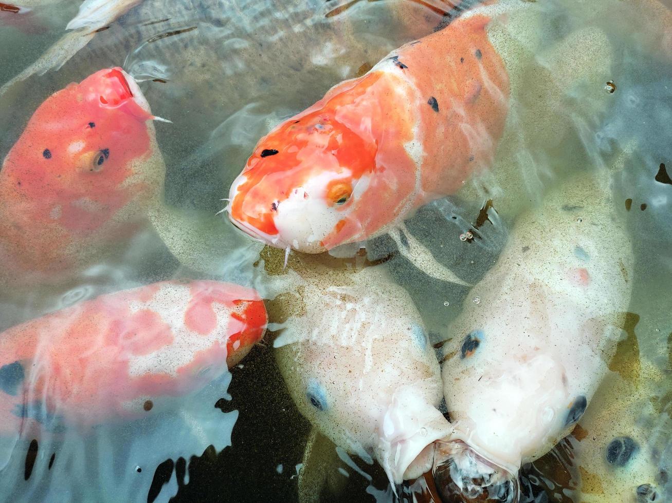 peces koi en el estanque foto