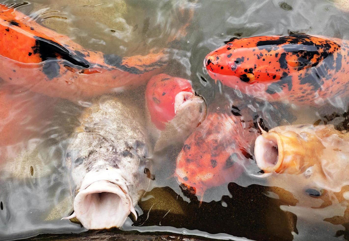 koi fish in the pond photo