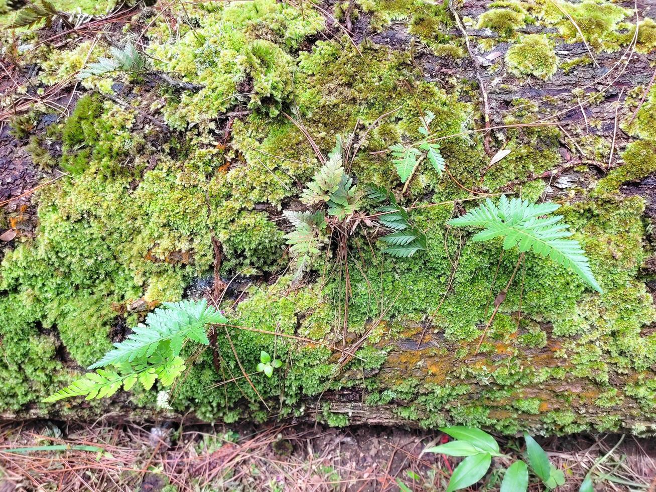 Moss and fern on dead logs photo