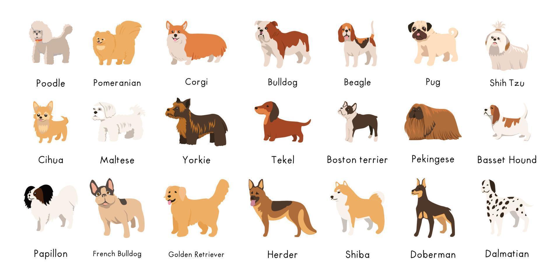 linda perros, cachorros de diferente razas colocar. canino animales, diverso grande y pequeño perritos caniche, perro tejonero, dálmata y Jack Russell terrier. plano vector ilustración aislado en blanco antecedentes