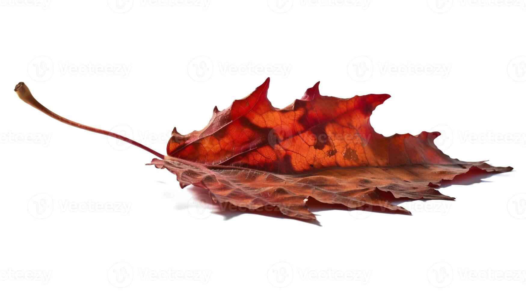 Fall autumn dry maple leaf isolated on white background. photo