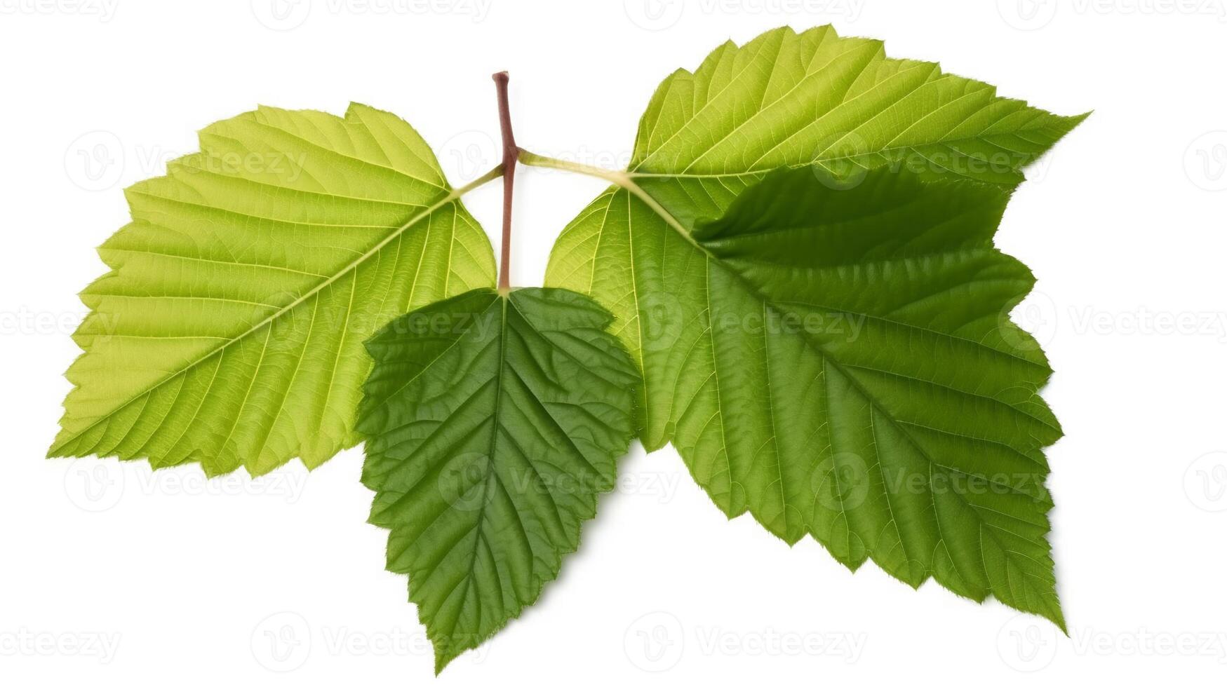 Raspberry Or Blackberry Leaf isolated on white background. 22590758