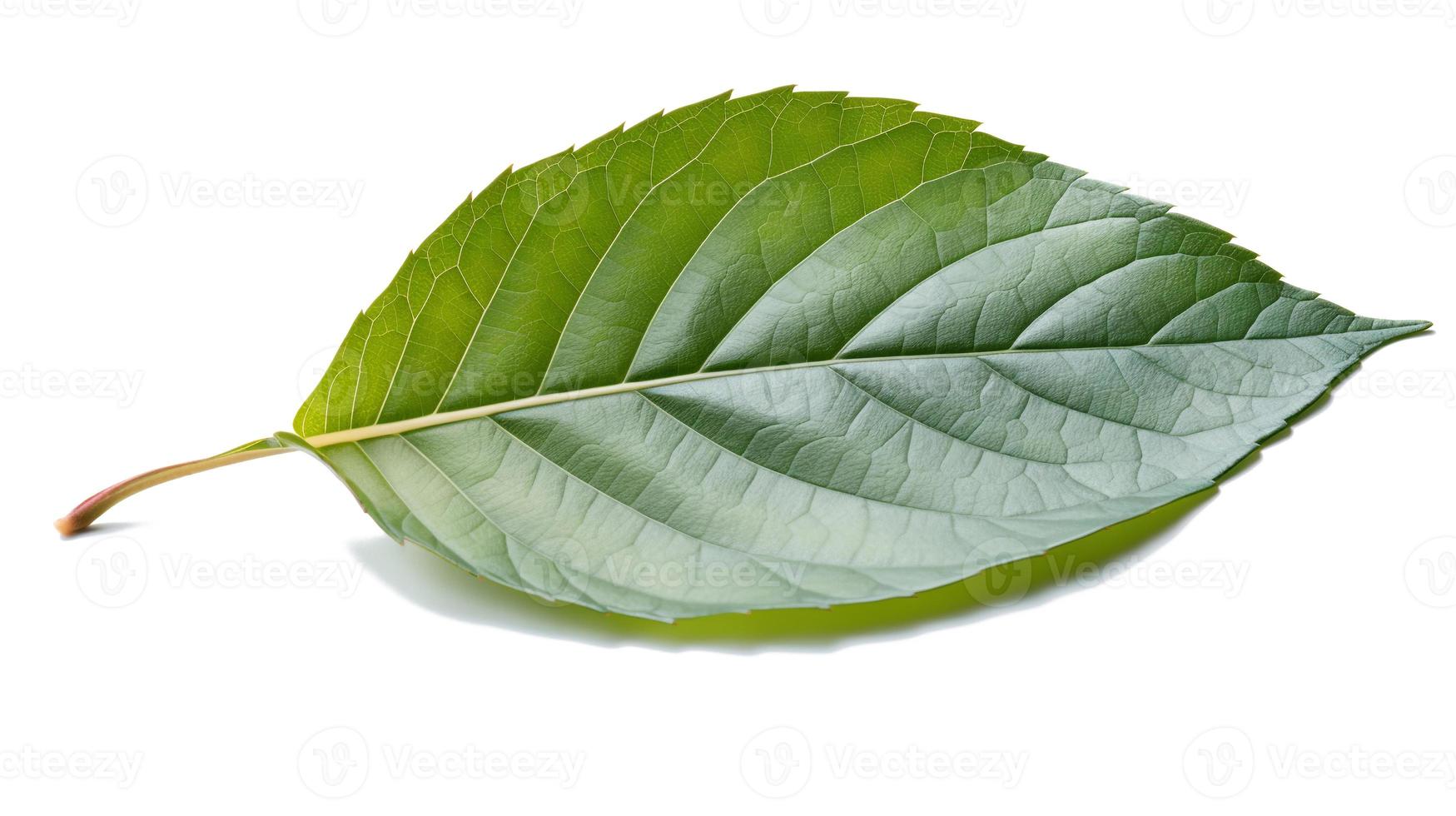 Cherry leaf isolated on white background. photo