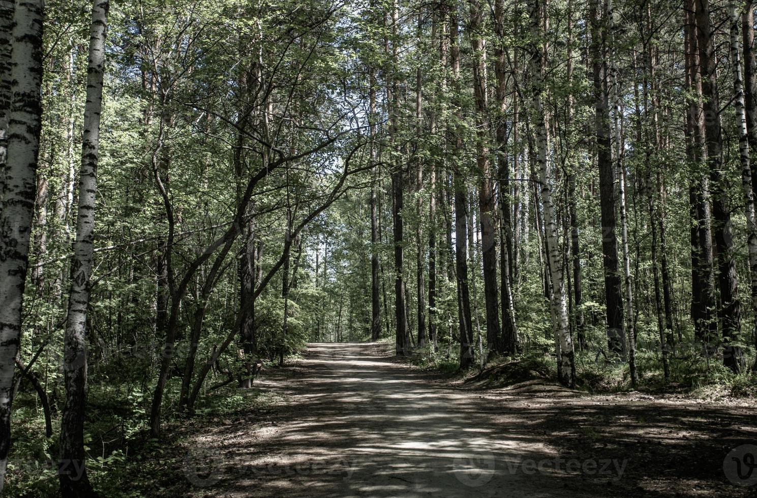 Image in muted colors of pathway in summer sunlit green forest thicket. Hiking and resting on nature photo