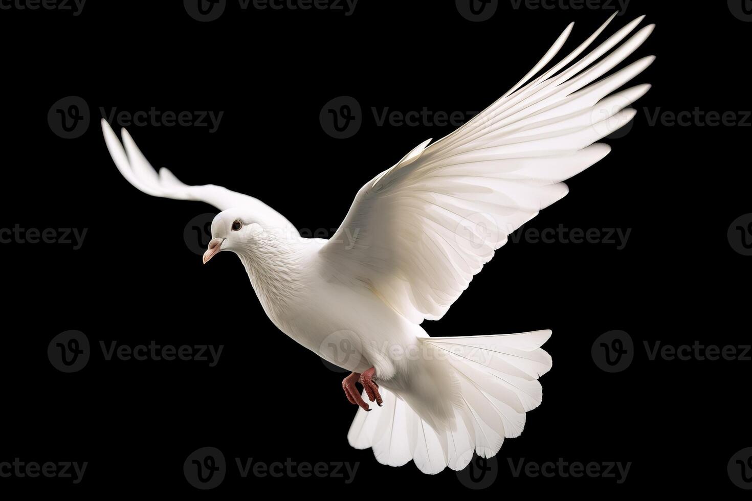 A white beautiful bird on black background photo