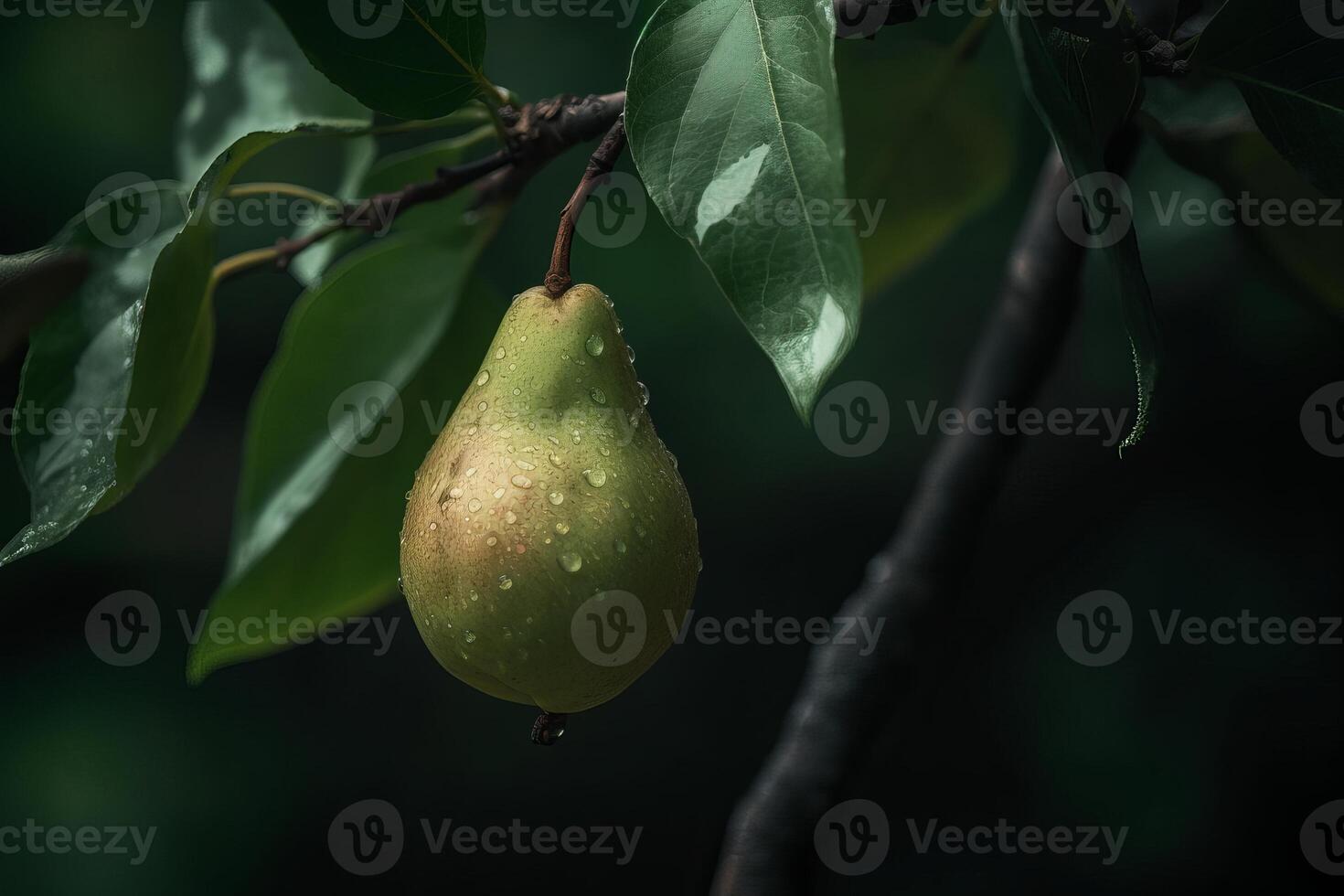 Soft hues of a pear on a branch image photo