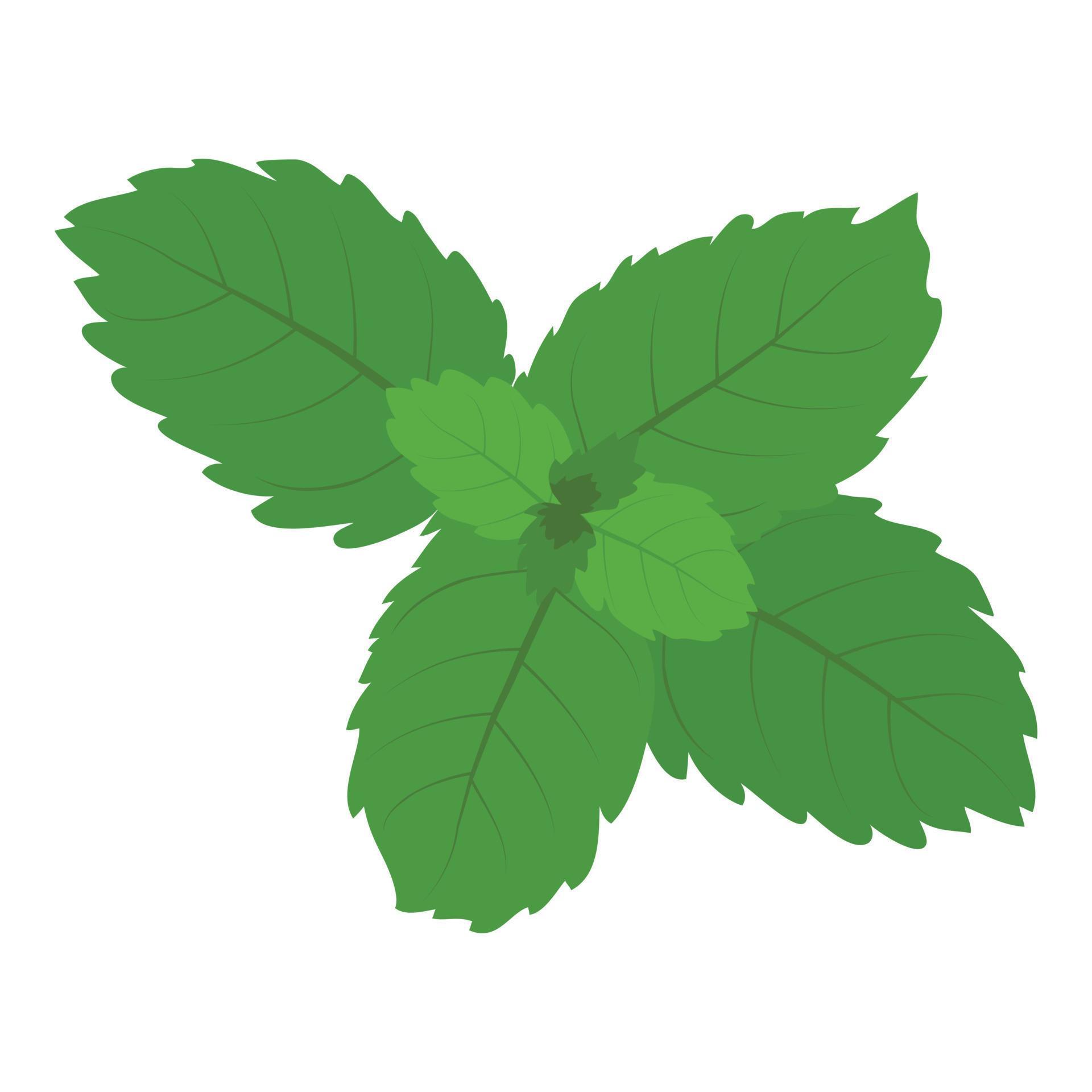 Mint leaf icon isometric vector. Realistic bright green leaf of fresh mint icon 22593257 Vector