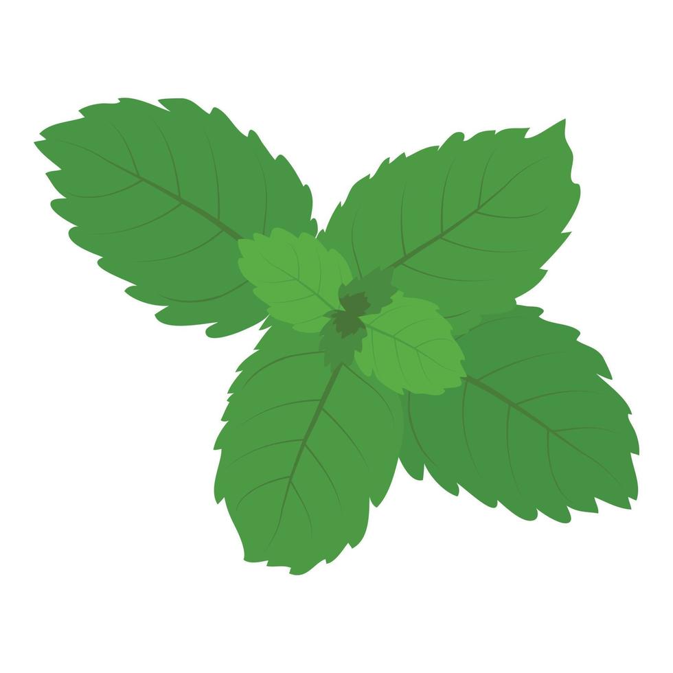 Mint leaf icon isometric vector. Realistic bright green leaf of fresh mint icon vector