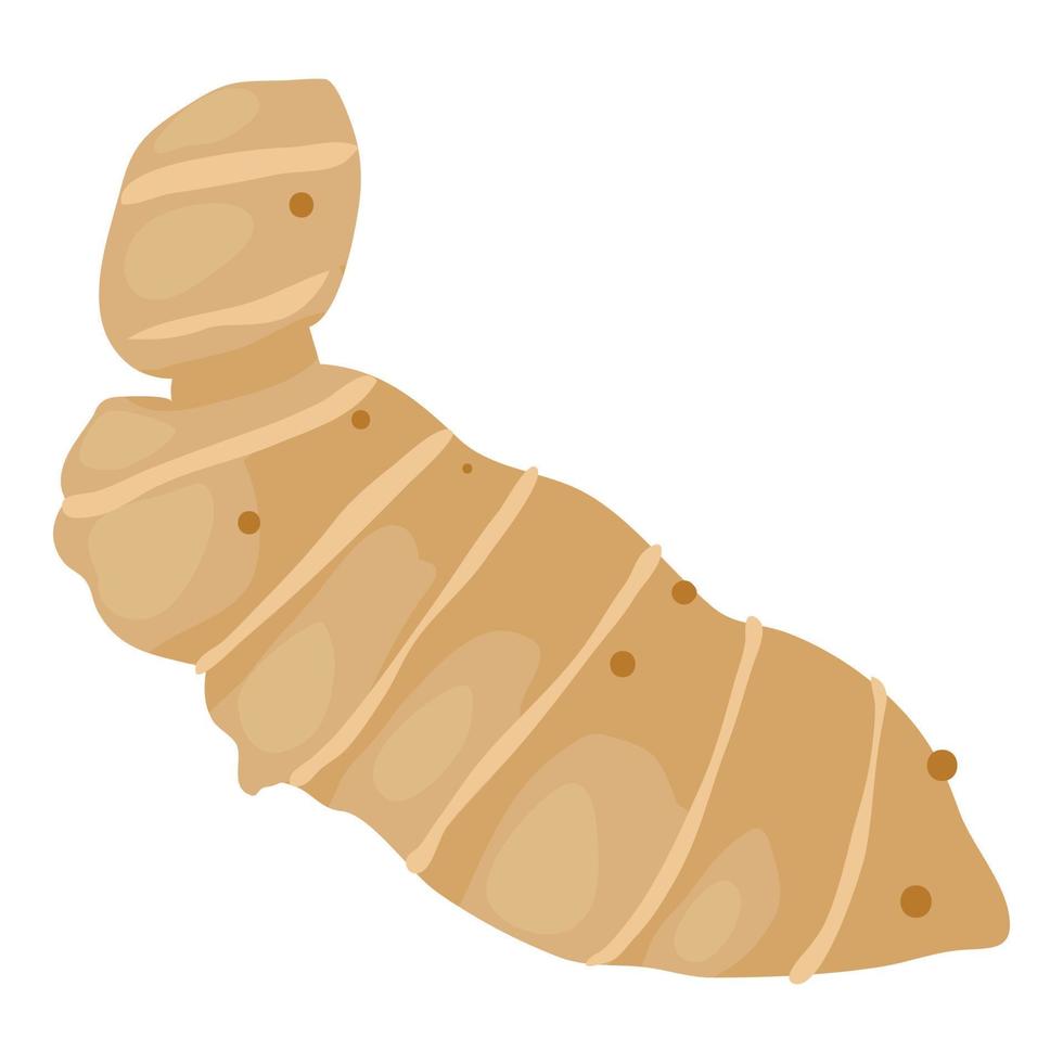 Ginger root icon isometric vector. Root perennial herbaceous plant ginger family vector