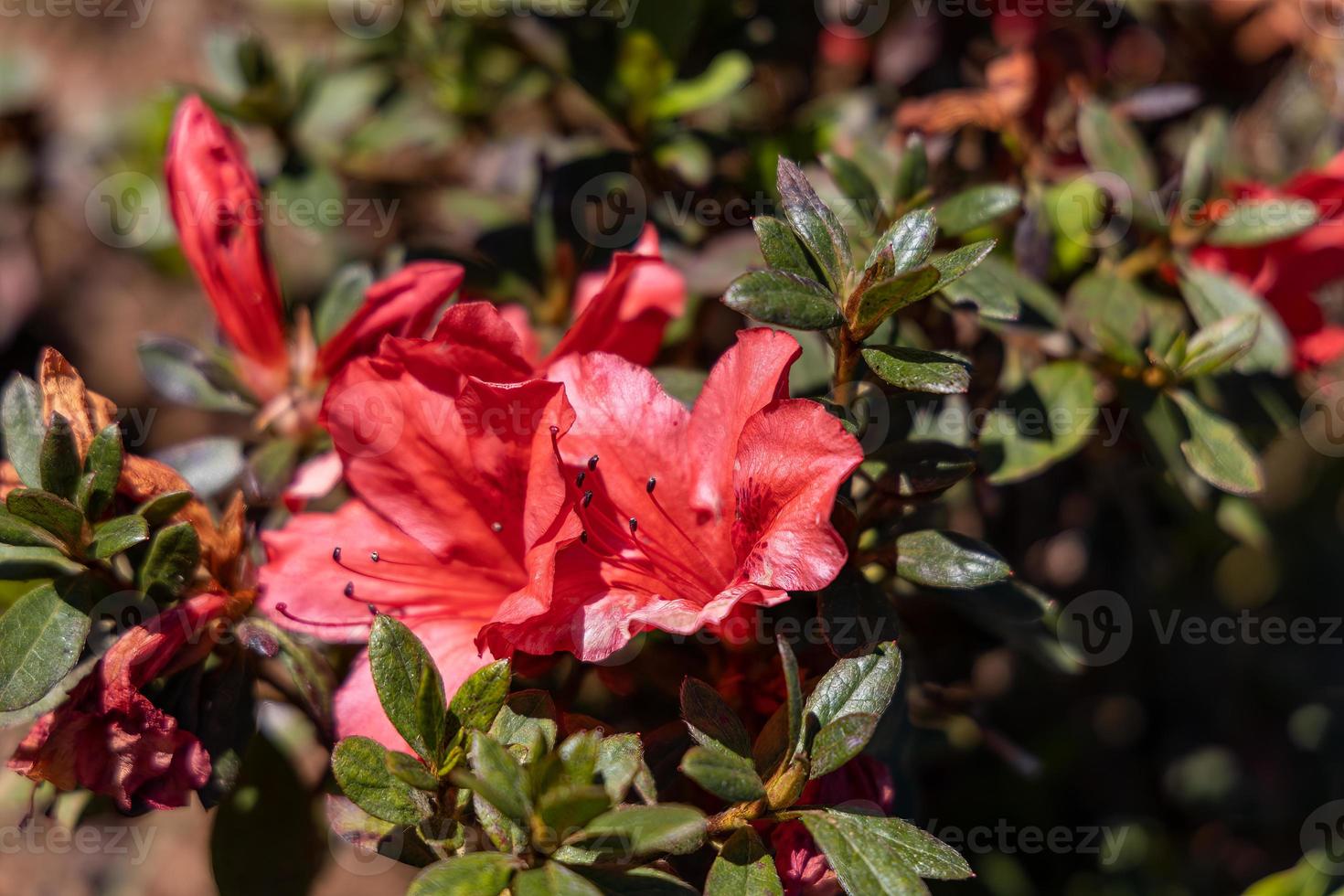 Intimate View of a Red Rhododendron Bloom photo