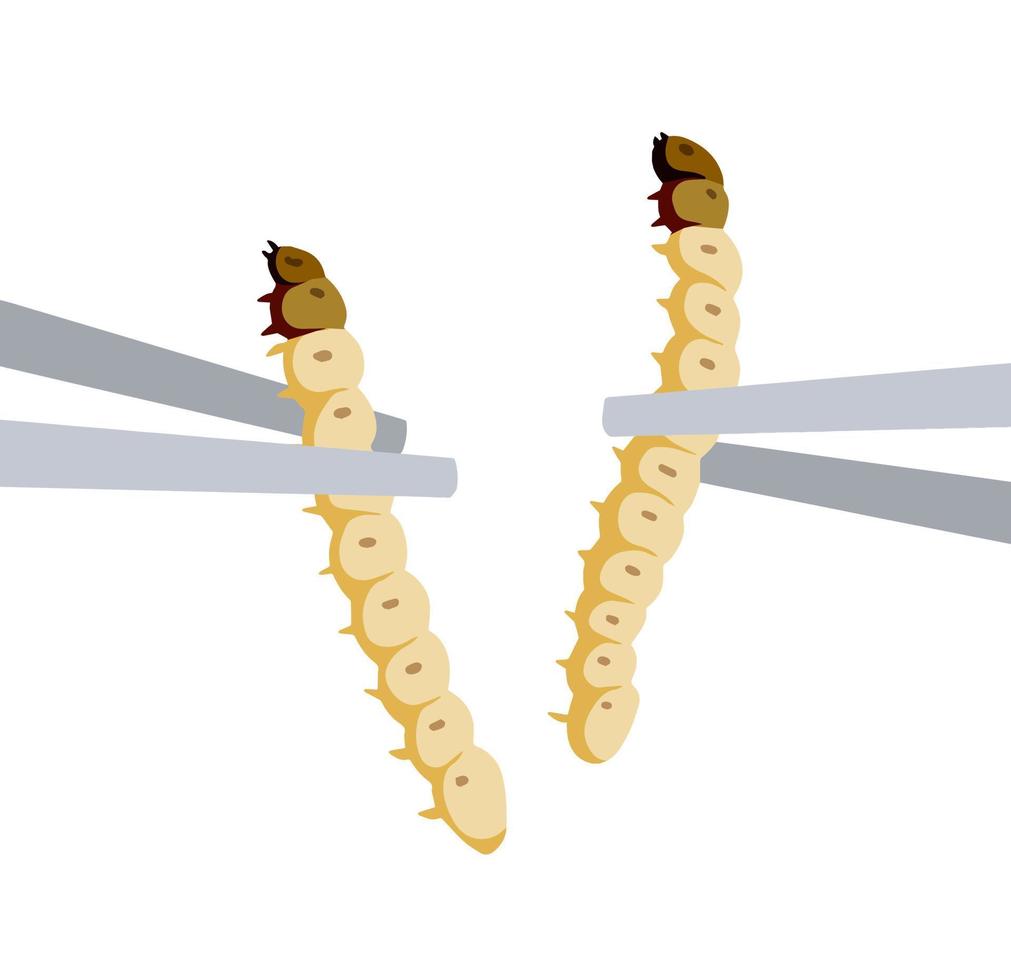 Edible larva. Eating caterpillar with chopsticks. Asian snack and street fast food. Source of insect protein. vector