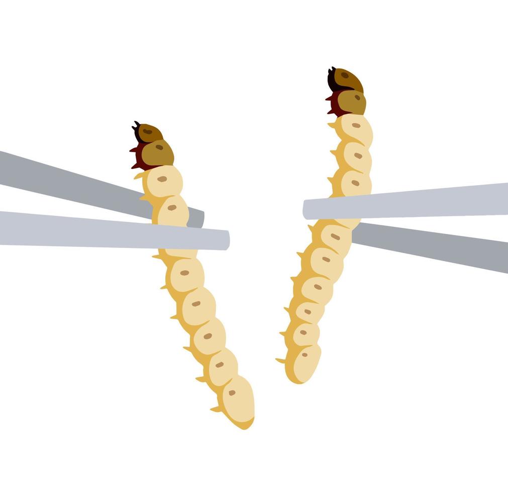 larva comestible. comiendo oruga con palillos. merienda asiática y comida rápida callejera. fuente de proteína de insectos. vector