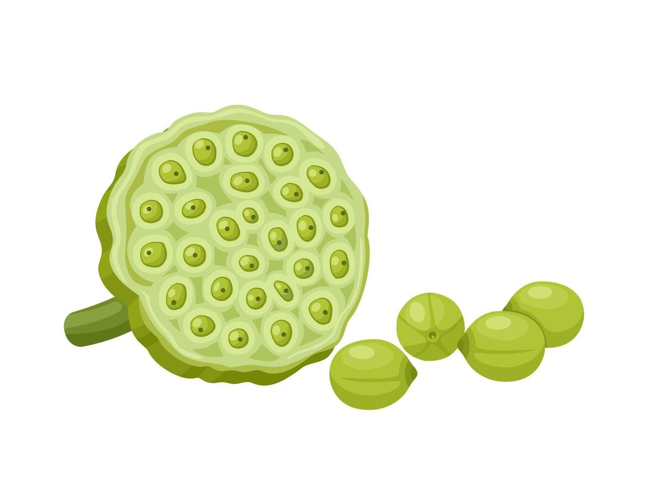 Vector illustration, lotus seed isolated on white background.
