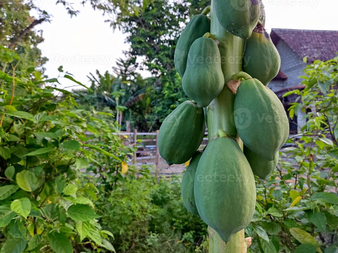 Young papaya is green on the tree photo