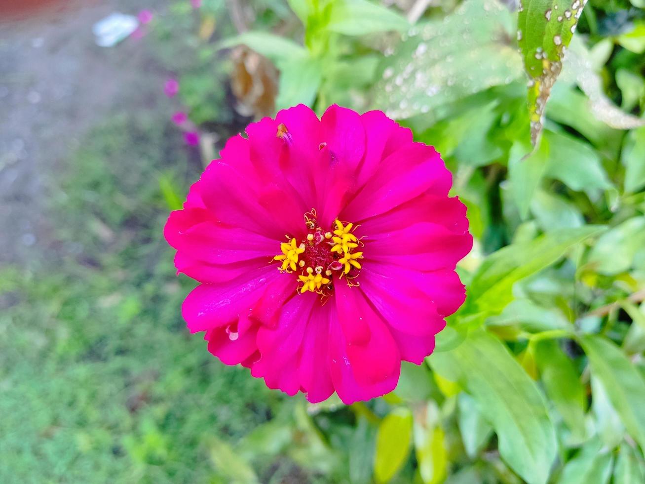 Zinnia Flowers in The Morning photo