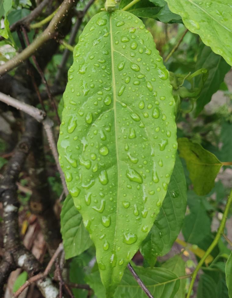 Close Up - ylang leaf photo