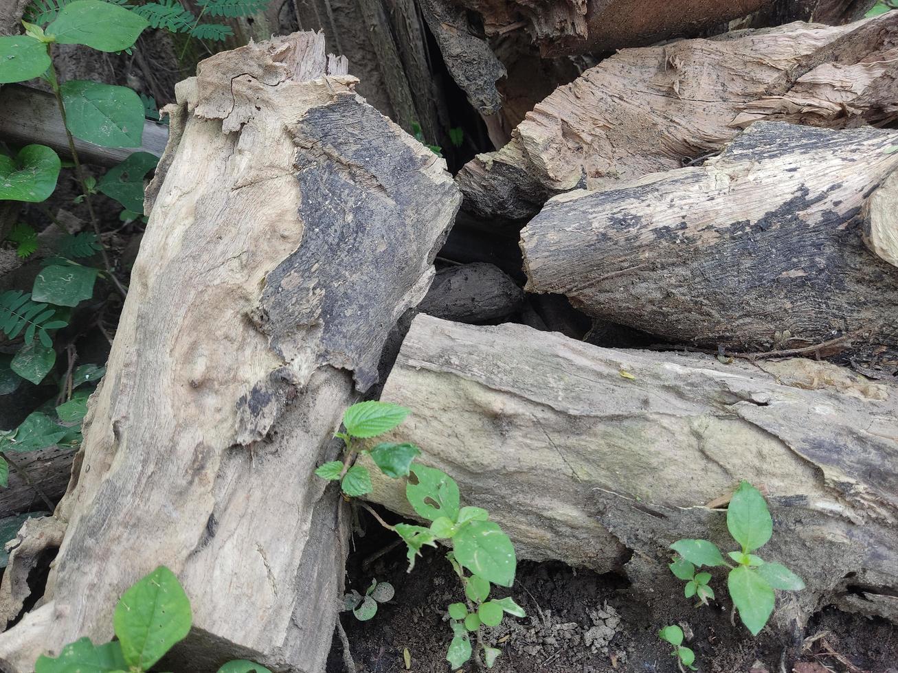 Terminated eating wood chips 22595885 Stock Photo at Vecteezy