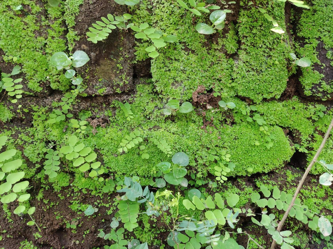 Background - green mossy walls photo