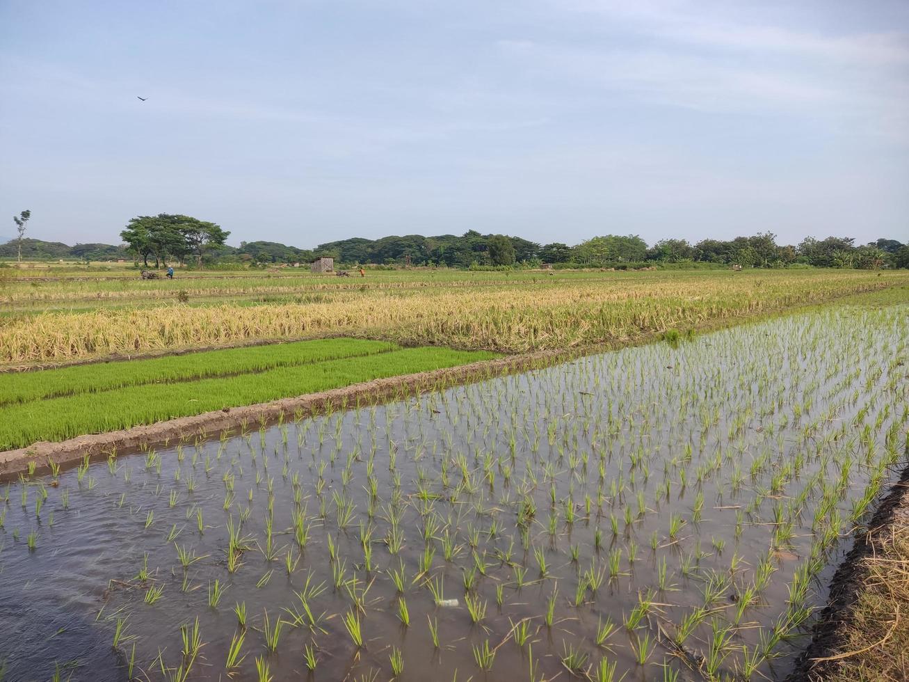 Background - Morning in the rice fields photo