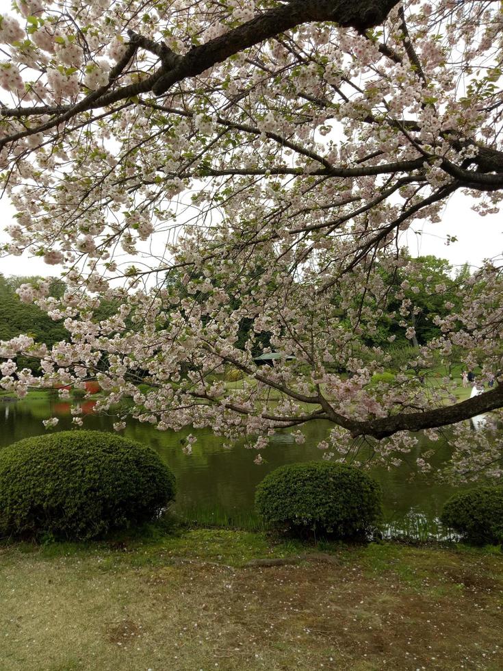 sakura flor floreciente en primavera temporada foto